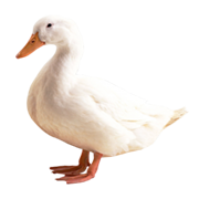 Πάπιες / Χήνες