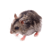 Διάφορα Τρωκτικά