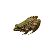 Διάφορα Αμφίβια