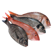 Ιχθυοπωλεία - Ψαράδικα