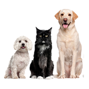 Αλλα Κατοικίδια