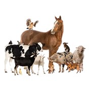 Διάφορα Ζώα