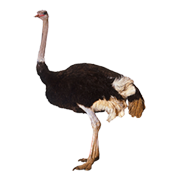 Στρουθοκάμηλοι