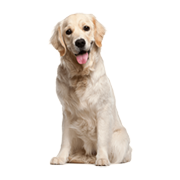 Σκύλοι & Αξεσουάρ