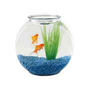 Ψάρια & Αξεσουάρ