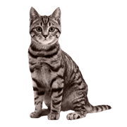 Γάτες & Αξεσουάρ