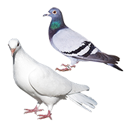 Περιστέρια