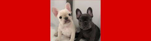 dog training k9 Puppies