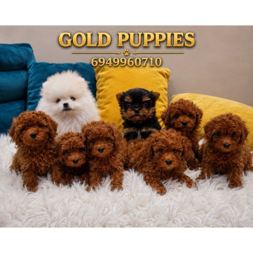 GOLD PUPPY