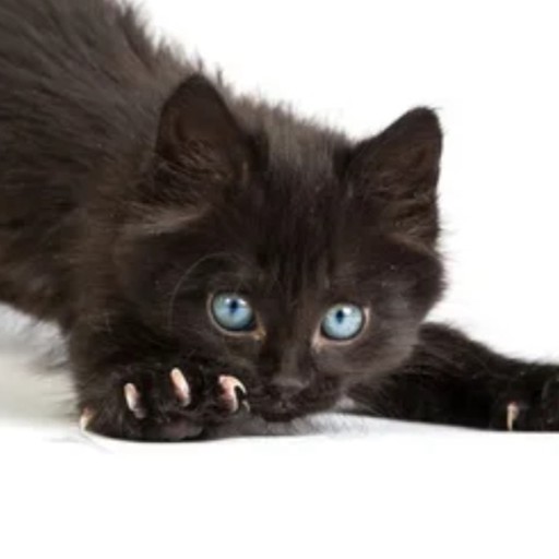 Persian kitten