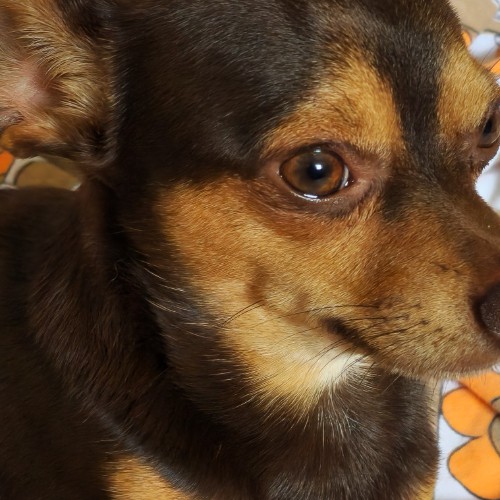 ΑΛΕΞΑΝΔΡΟΣ